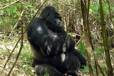 rwanda gorilla primate