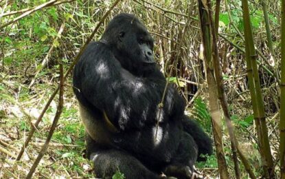Rwanda Gorilla Primates Safari Highlights
