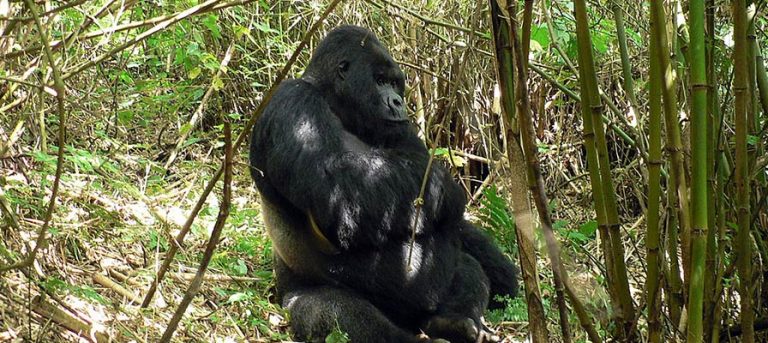 rwanda gorilla primate