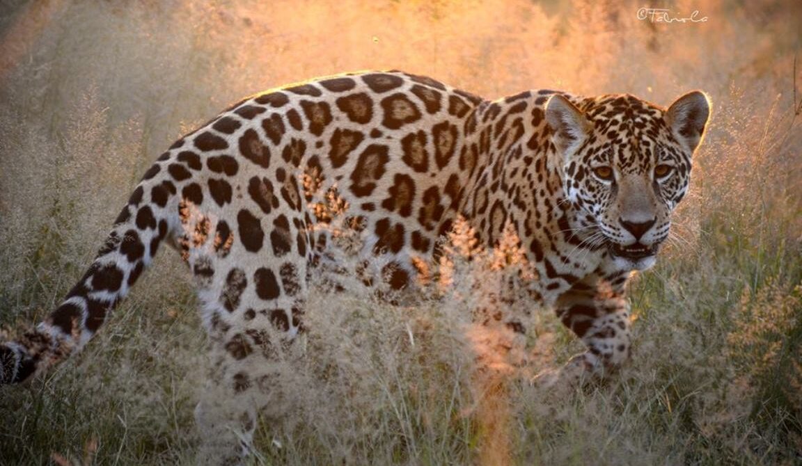 Contact Nature Bound Africa