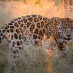 Contact Nature Bound Africa 3 Contact Nature Bound Africa