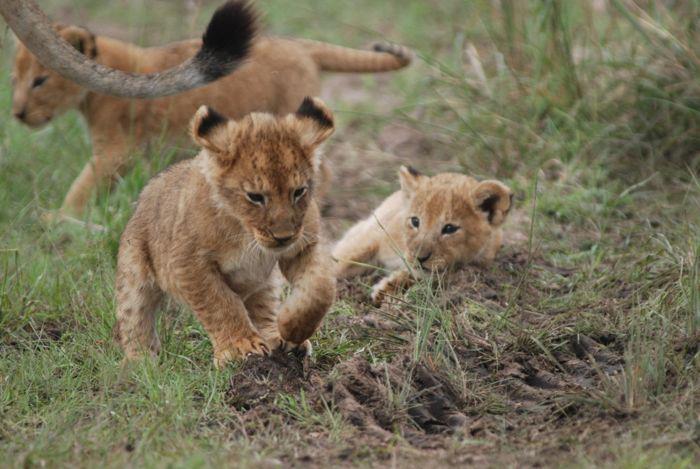 The Kenya Honeymoon in the Wild 
