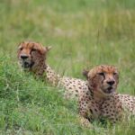 Why Choose a Local Tanzania Safari Operator