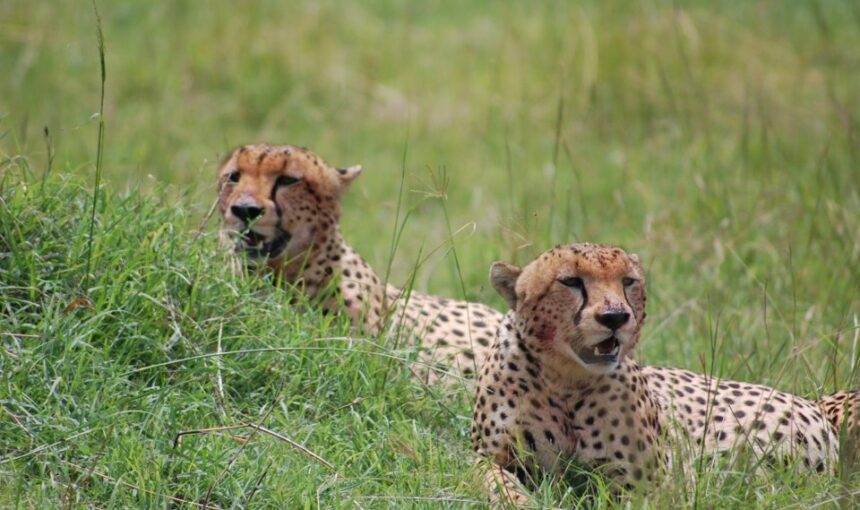 Why Choose a Local Tanzania Safari Operator? 1 Why Choose a Local Tanzania Safari Operator?