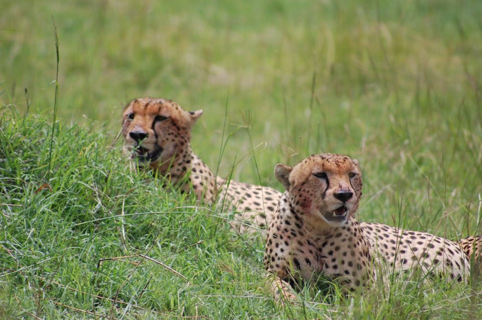 Why Choose a Local Tanzania Safari Operator?