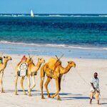 What is the best time to go on a Kenya safari?
