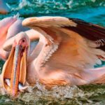 Tanzania Safari Itinerary Guide 4 Tanzania Safari Itinerary Guide