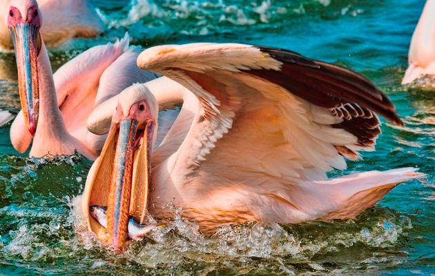 Tanzania Safari Itinerary Guide