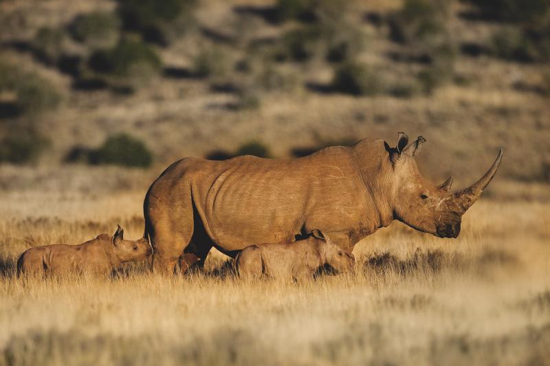 The Masai Mara Lake Nakuru Lake Naivasha Safari Tour