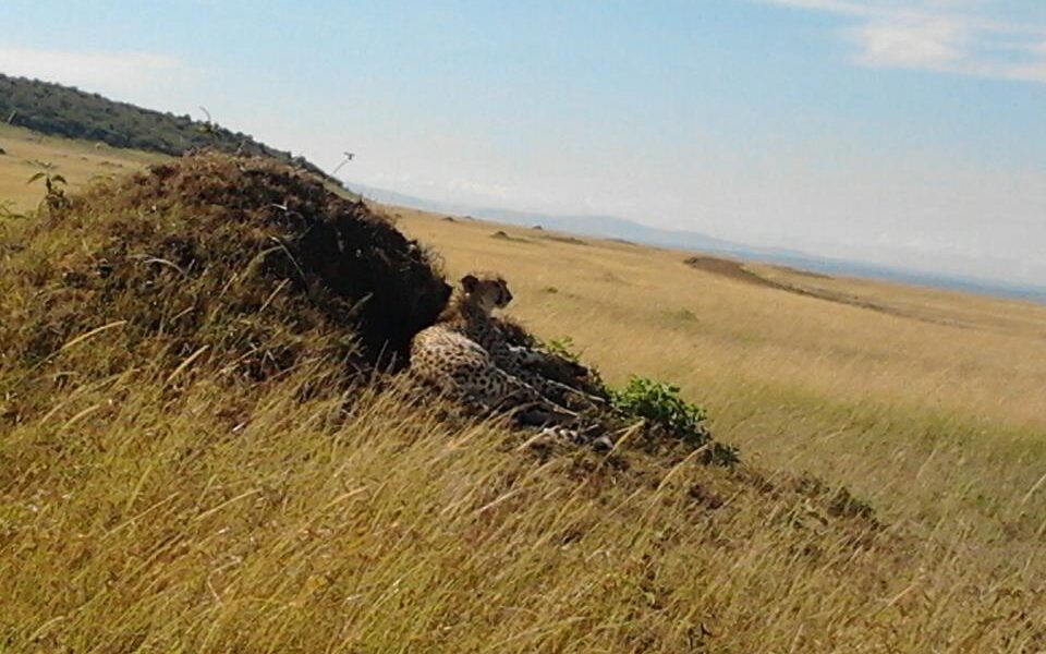 Best Time for Masai Mara Safari 1 Best Time for Masai Mara Safari