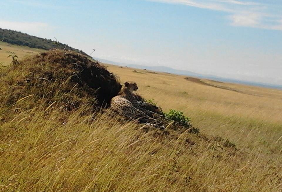 Best Time for Masai Mara Safari 
