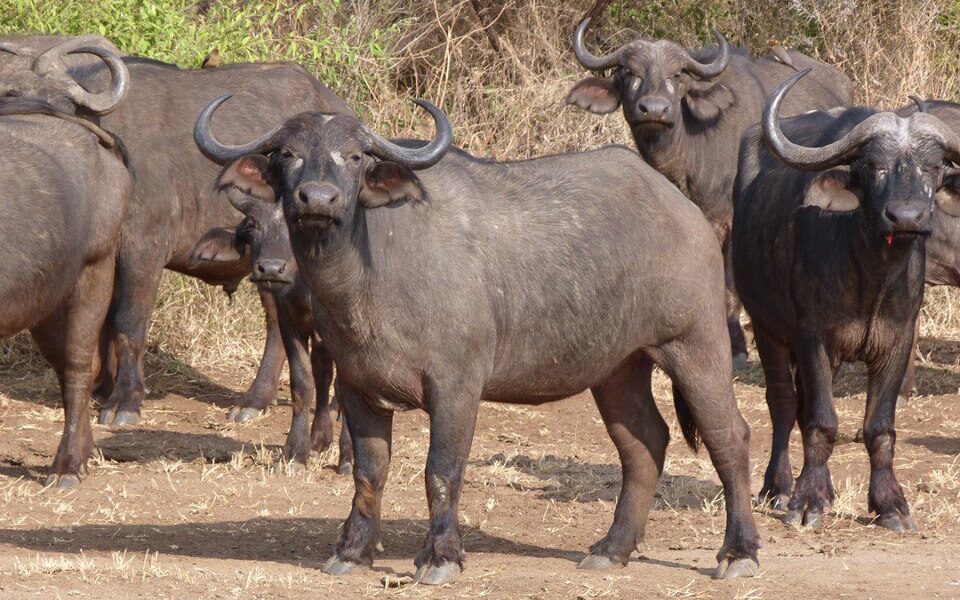 Plan Your Kenya Safari