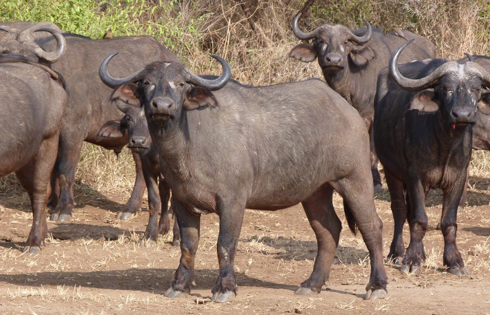 Plan Your Kenya Safari