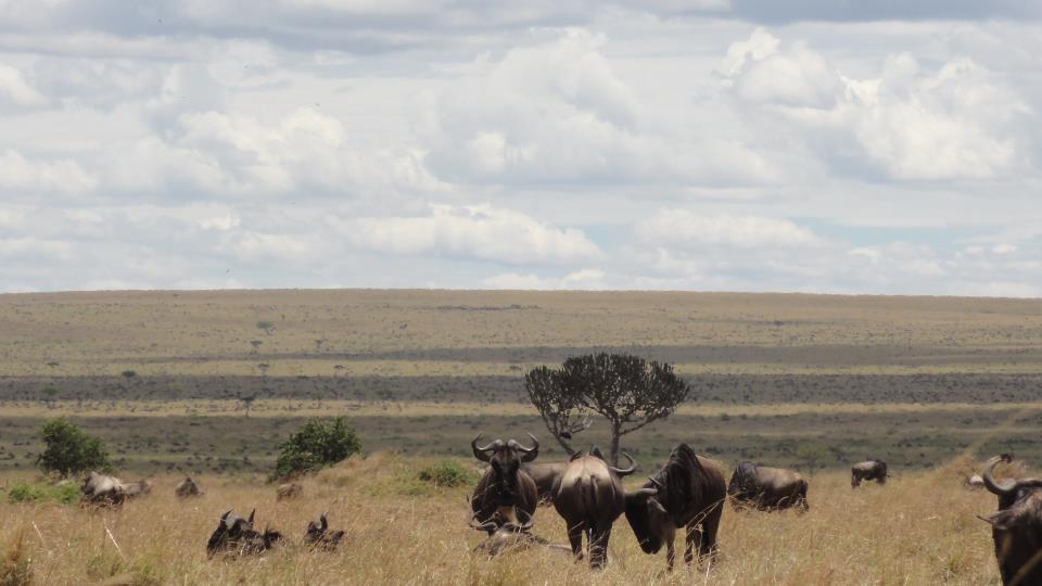 The Tanzania Bush Safari Adventure