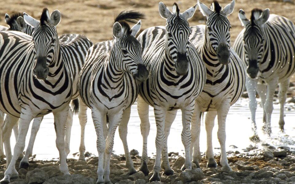 Lake Elementaita Wildlife Sanctuary 1 Lake Elementaita Wildlife Sanctuary – Flamingos, Rift Valley Views & Tranquil Safari in Kenya