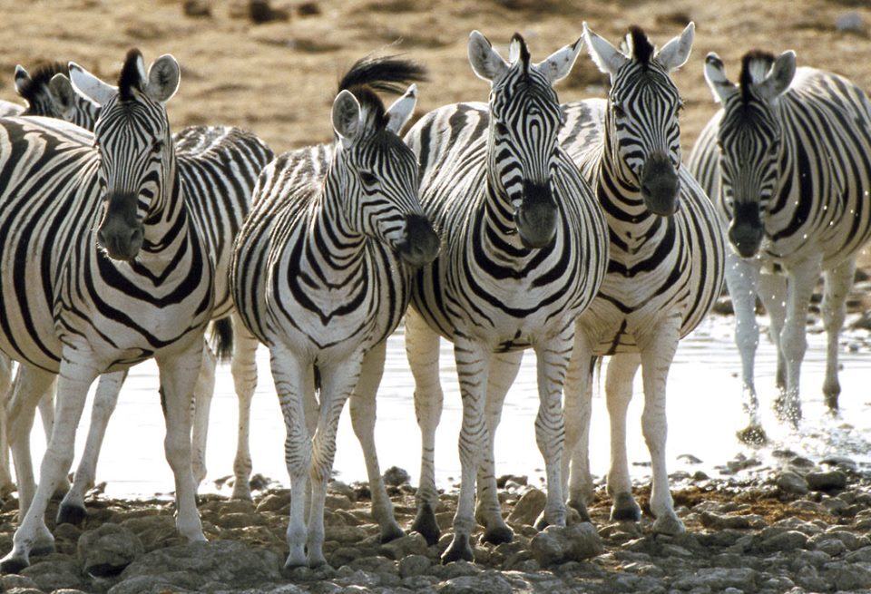 Lake Elementaita Wildlife Sanctuary – Flamingos, Rift Valley Views & Tranquil Safari in Kenya