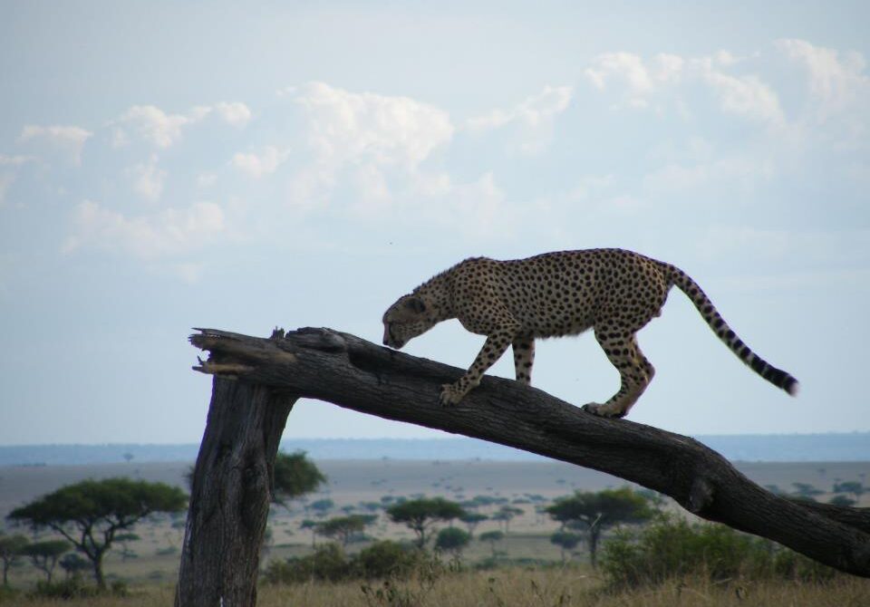 Kenya eVisa Everything you Need to Know