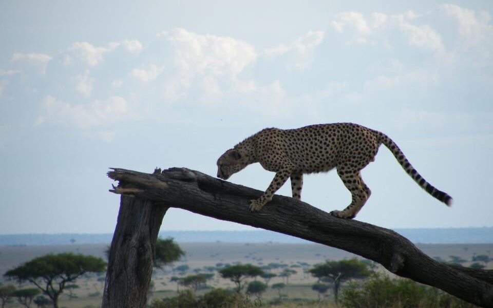 Best Places for a Safari in Kenya