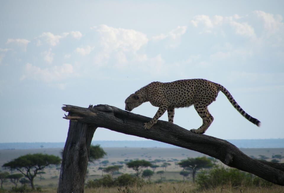 Best Places for a Safari in Kenya