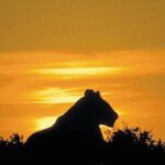 What to do in Amboseli National Park 4 What to do in Amboseli National Park