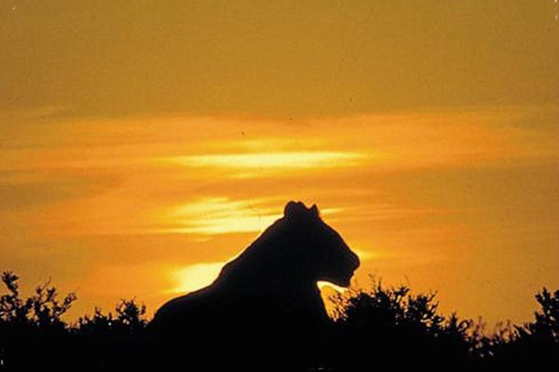 What to do in Amboseli National Park
