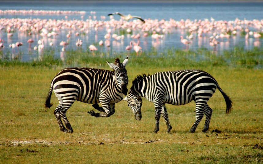 Lake Manyara National Park