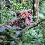 Lake Nakuru National Park – Rhino Safari, Flamingos & Rift Valley Wildlife in Kenya