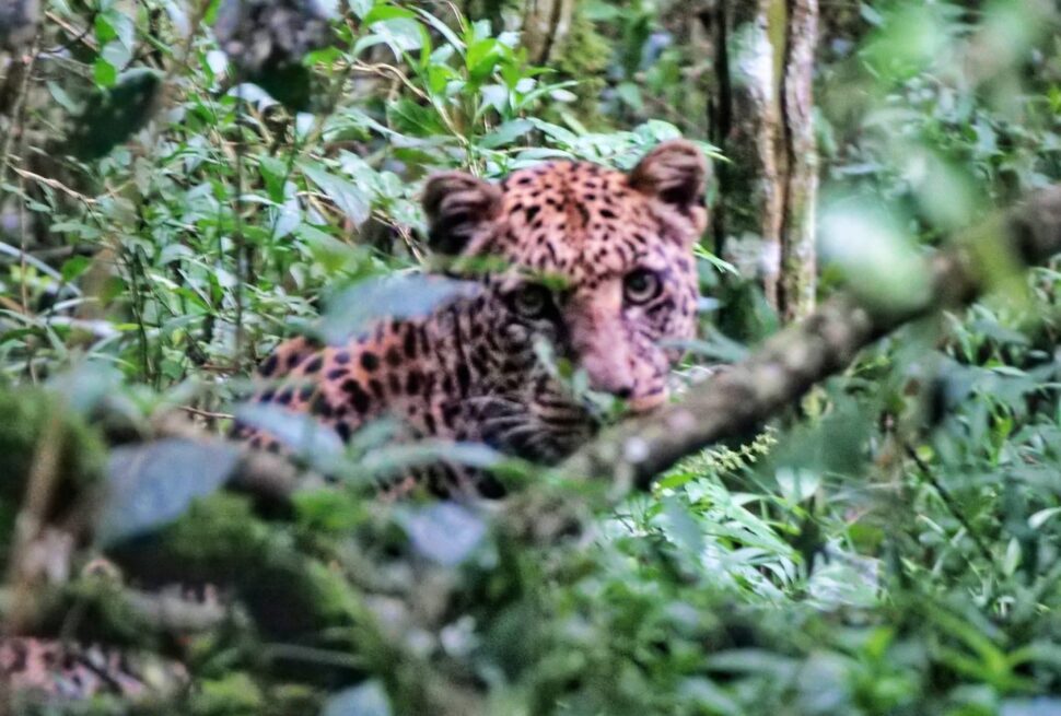 Lake Nakuru National Park – Rhino Safari, Flamingos & Rift Valley Wildlife in Kenya