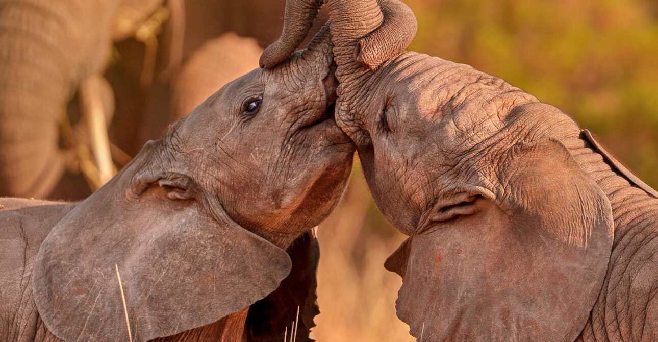 The Kenya Bush to Beach Safari Adventure