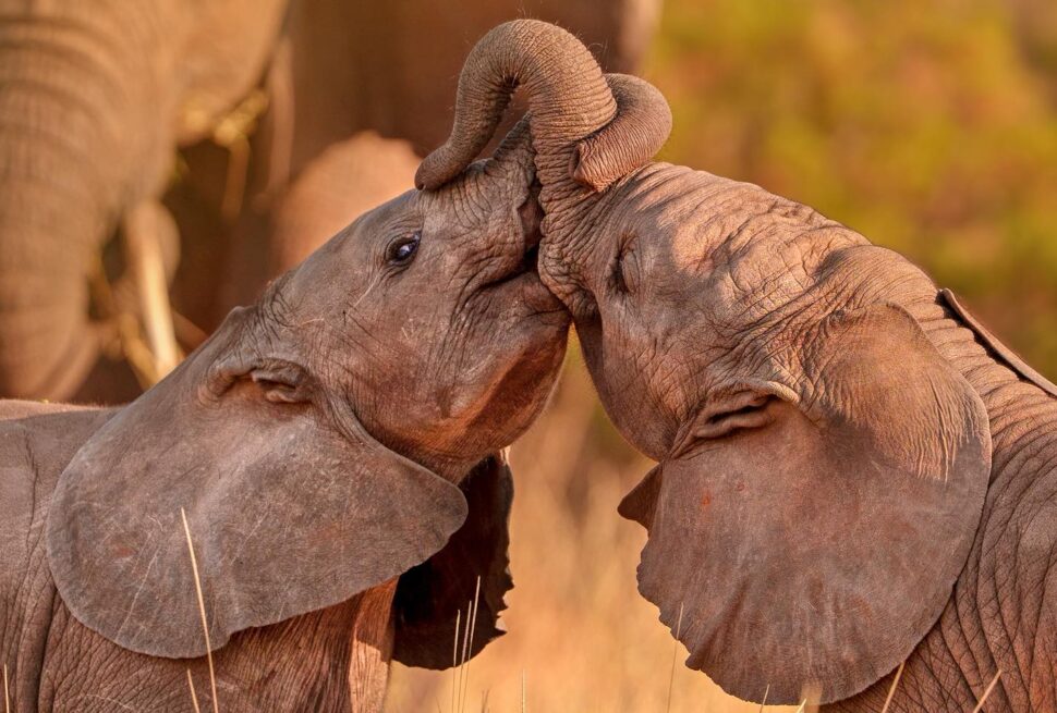 The Kenya Bush to Beach Safari Adventure