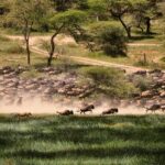 MASAI MARA NATIONAL RESERVE 4 Masai Mara National Reserve – Great Migration & Luxury Safari in Kenya