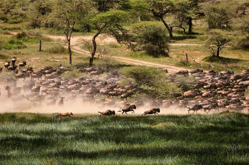 Trip highlights for Kenya Safari