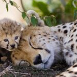 SAMBURU NATIONAL RESERVE 2 Samburu National Reserve – Rare Wildlife, Luxury Safaris & Northern Kenya Adventure