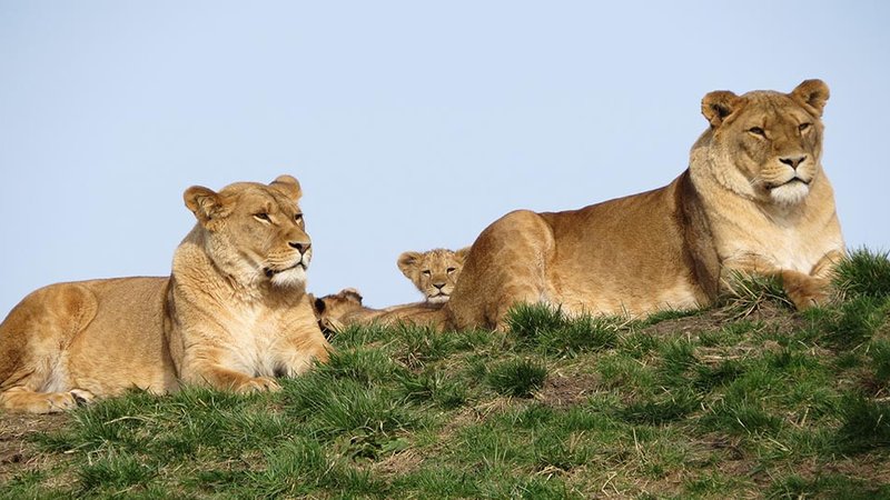 Serengeti National Park, Tanzania – The Ultimate Safari & Great Migration Experience