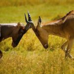 Lake Turkana National Parks – Remote Wilderness, Cradle of Mankind & Expedition Safari in Kenya