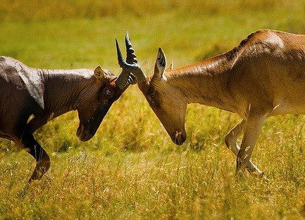 LAKE TURKANA NATIONAL PARK