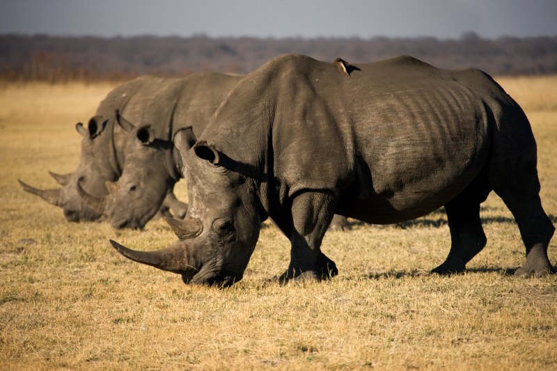 Combine Kenya and Tanzania Safari