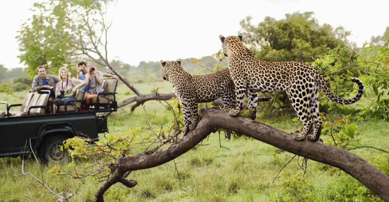 Luxury Tanzania Safari Experience 3 Luxury Tanzania Safari Experience