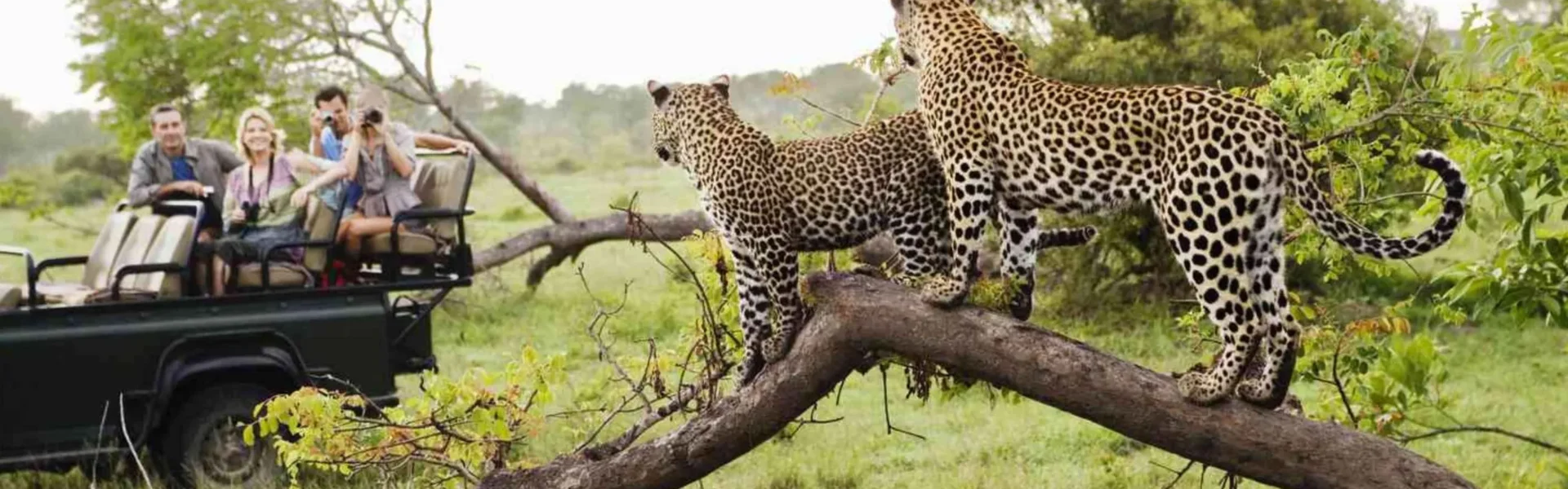 Luxury Tanzania Safari Experience
