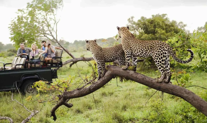 Luxury Tanzania Safari Experience 4 Luxury Tanzania Safari Experience