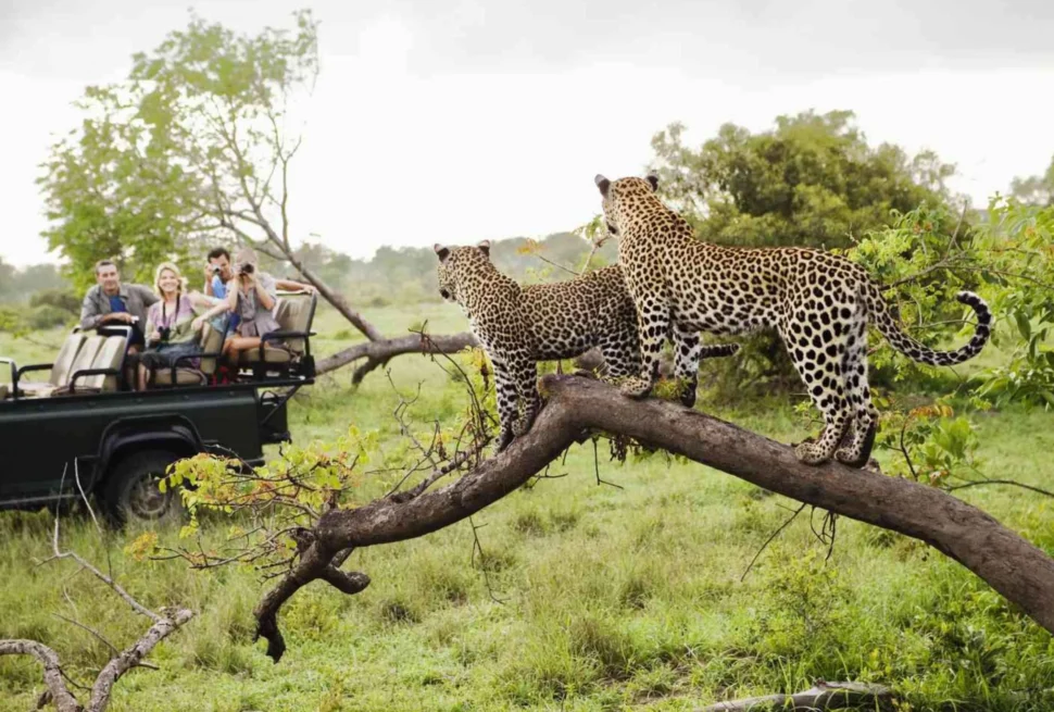 Luxury Tanzania Safari Experience