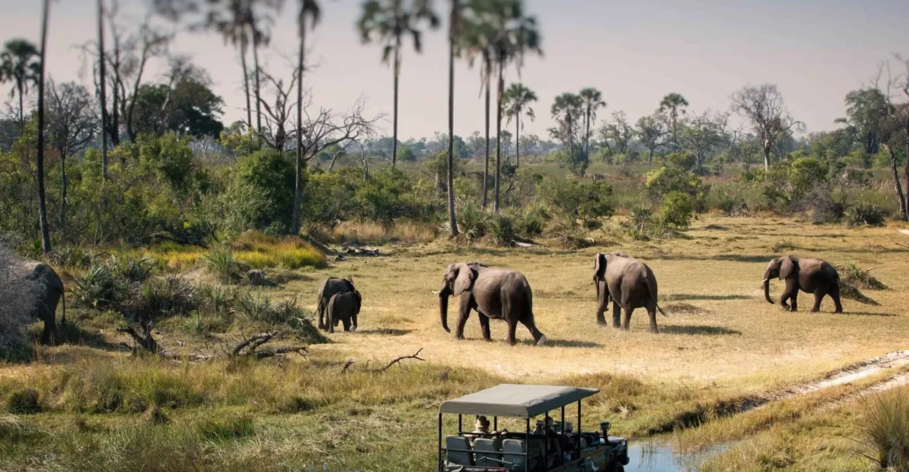 Serengeti National Park Safari Guide