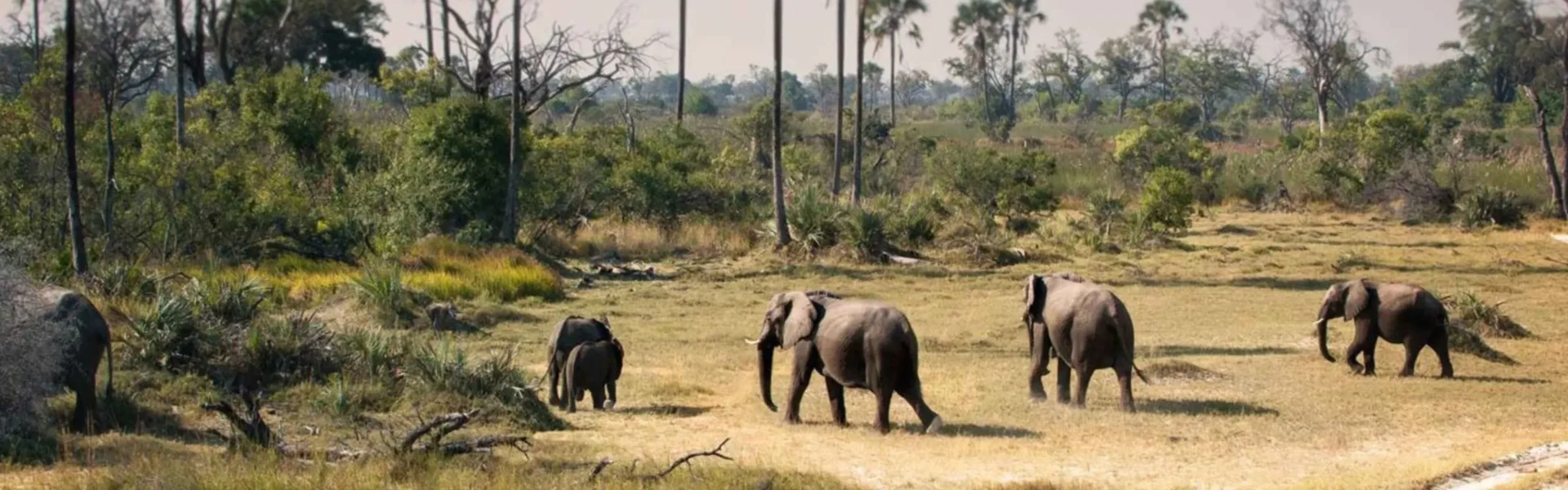 Serengeti National Park Safari Guide 