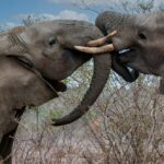 Amboseli National Park 3 Amboseli National Park – Elephants, Kilimanjaro Views & Safari Experience in Kenya
