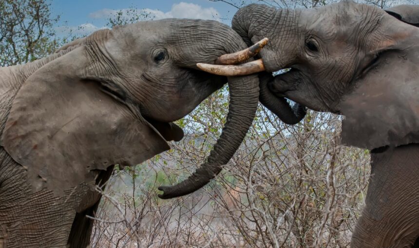 Amboseli National Park 2 Amboseli National Park