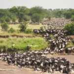 Serengeti Migration Calendar 2 Serengeti Migration Calendar