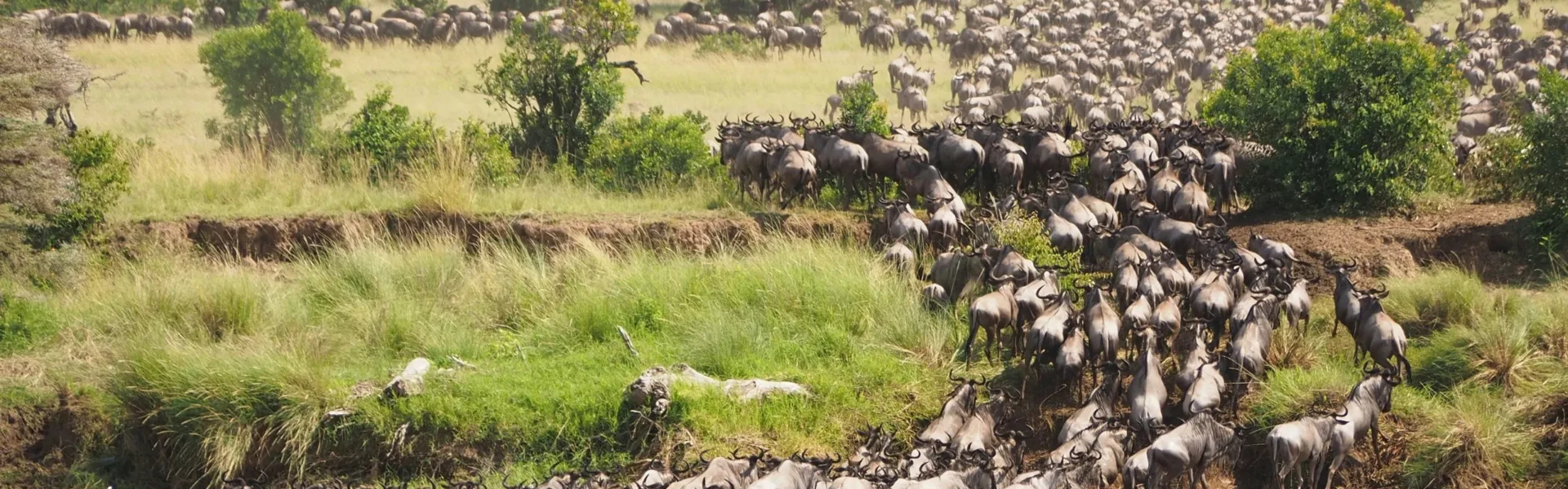 Serengeti Migration Calendar 1 Serengeti Migration Calendar