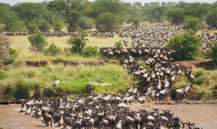 Serengeti Migration Calendar 3 Serengeti Migration Calendar