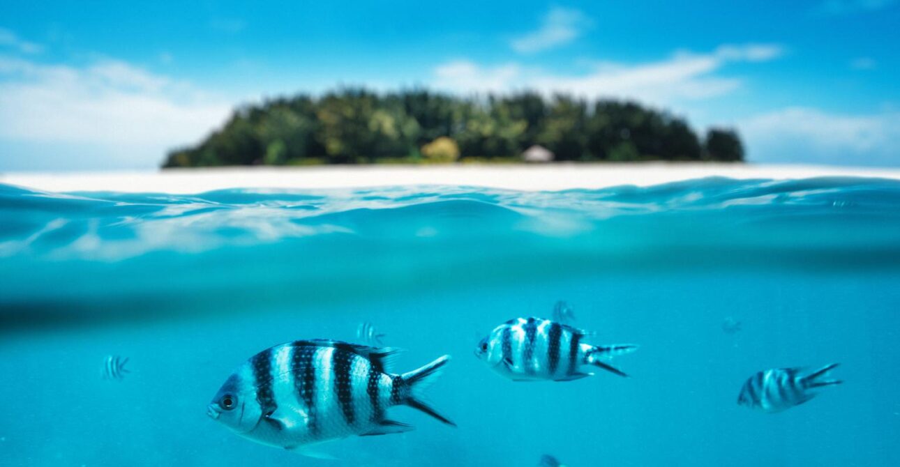 Can You Snorkel with a Camera in Zanzibar