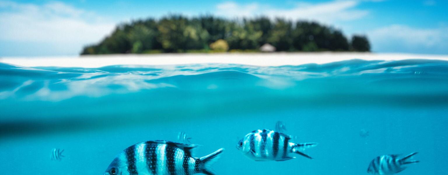 Can You Snorkel with a Camera in Zanzibar 1 Can You Snorkel with a Camera in Zanzibar